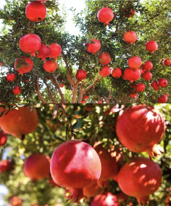 Granada Pomegranate